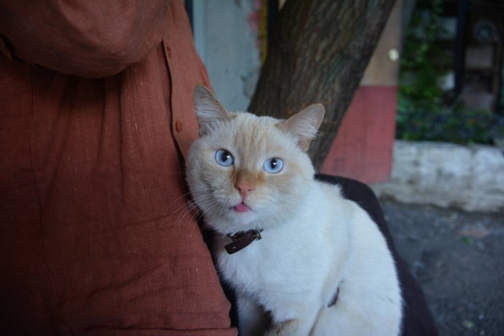 ​Пермский приют для кошек «Матроскин» собрал деньги на новое помещение 
