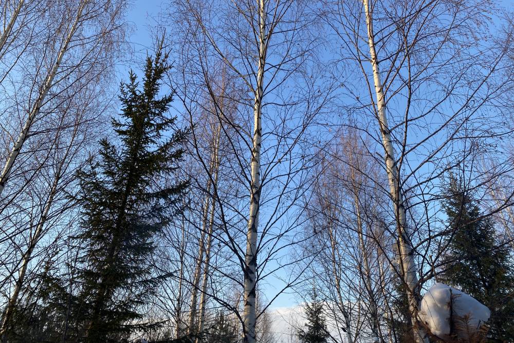 ​Вторжение холодного воздуха: метеоролог рассказал, каким будет март в Пермском крае