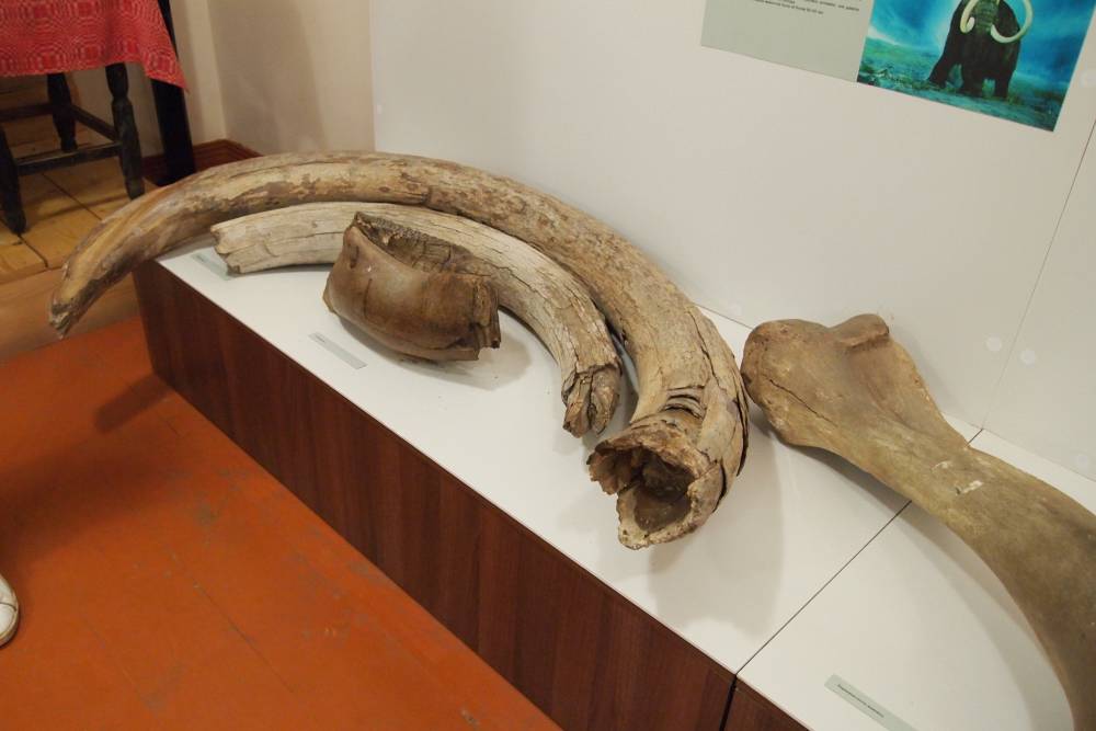 В Перми планируют открыть новый палеонтологический музей