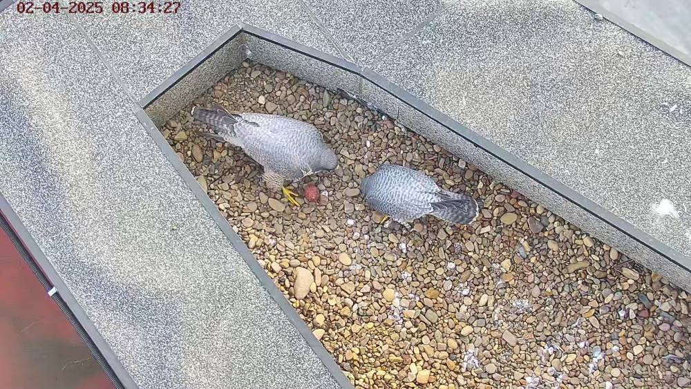 ​Уралсиб ввел «режим тишины» на период гнездования сапсанов