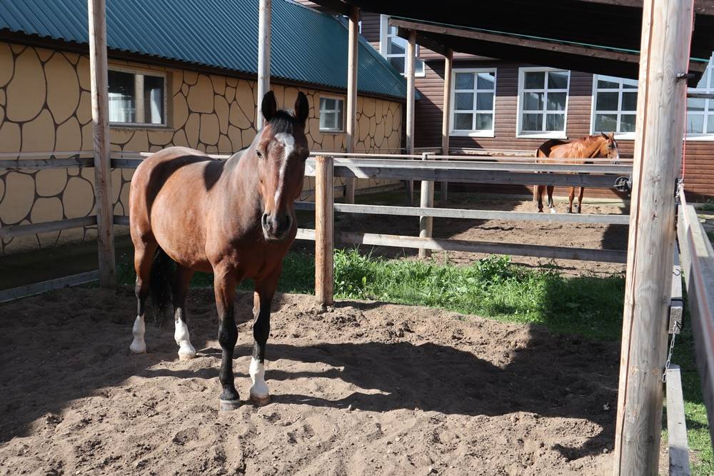 Держатся на скаку. Business Class побывал на конноспортивном комплексе в поселке Ферма