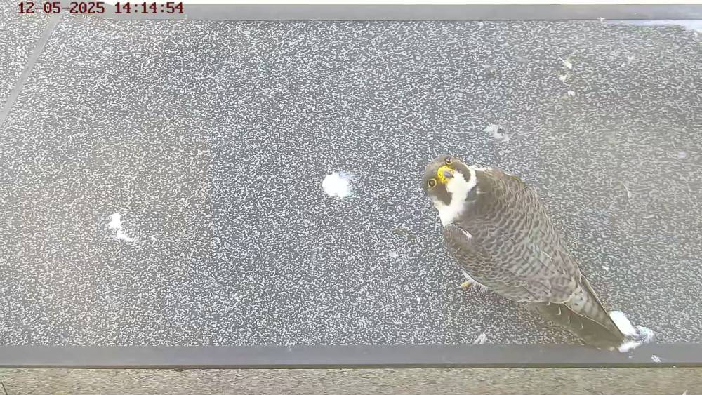 ​Сапсаны Уралсиба «перенесли» онлайн-трансляцию на следующий год