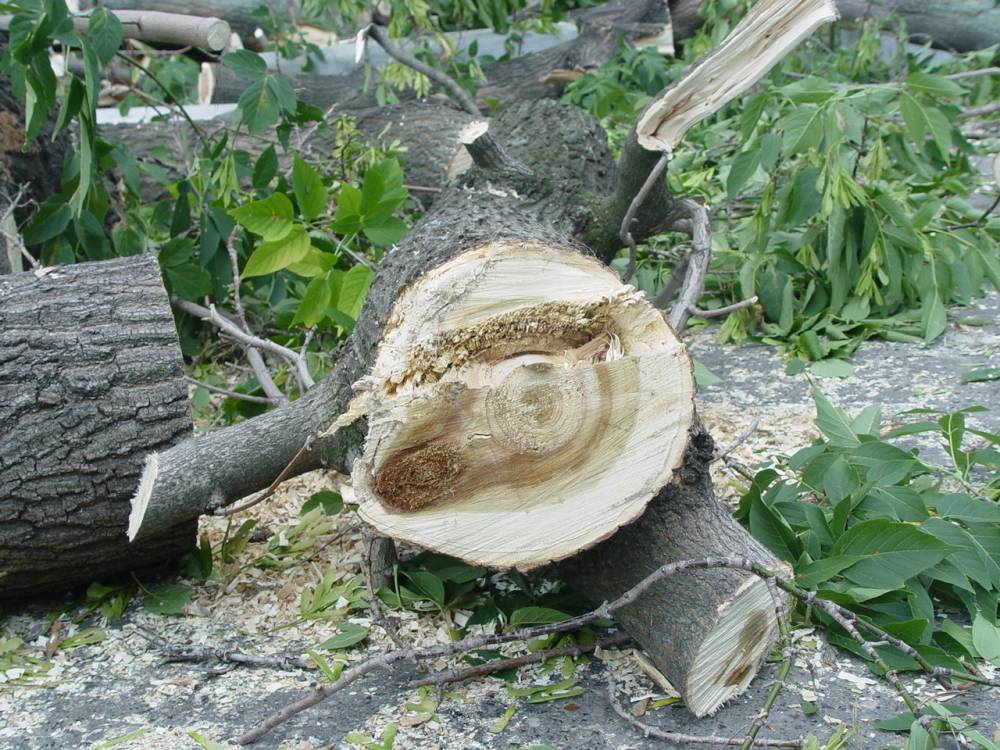 В Краснокамске незаконно вырубили деревья в лесу на 11 млн рублей