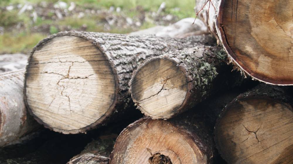 ​Жители Пермского края обвиняются в незаконной вырубке леса на сумму 50 млн рублей 