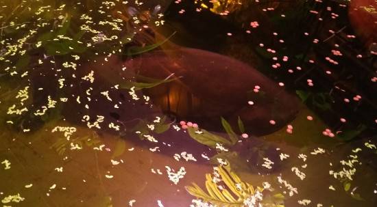 Министр образования Пермского края отреагировала на появление пираньи Раисы в ПГНИУ