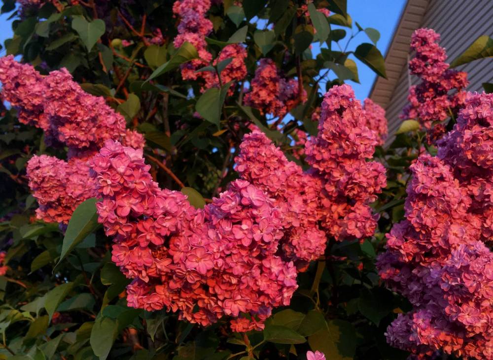 Аномальная жара в Пермском крае сохранится до конца июля 