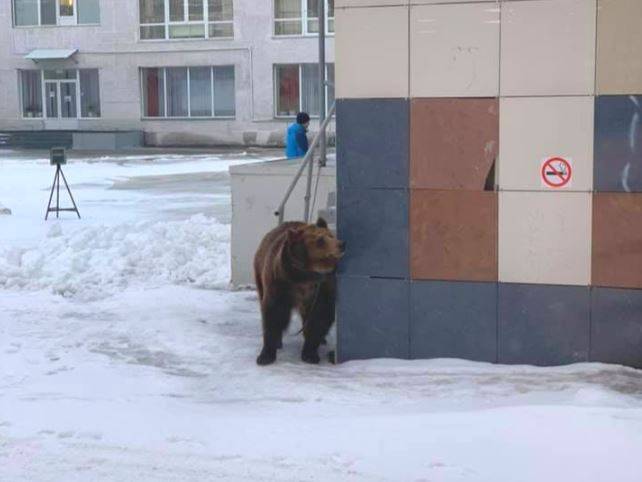 В Перми около ДК им. Гагарина заметили живого медведя на привязи