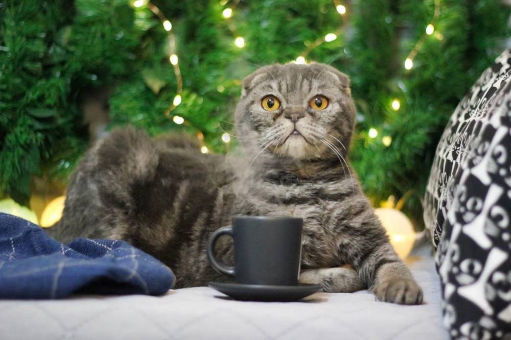 Котокафе от приюта «Матроскин» может не открыться после карантина