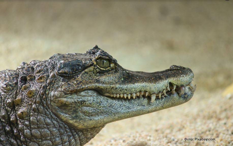 Пермяк выставил на продажу двухметрового крокодила