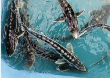 ​Экологи «Уралкалия» выпустили в Каму почти 50 000 мальков стерляди