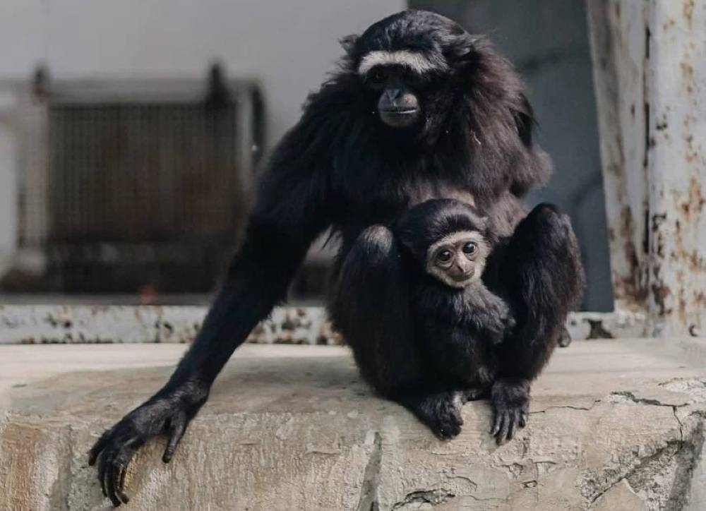 Коллекция Пермского зоопарка пополнится семьей гиббонов из Челябинска