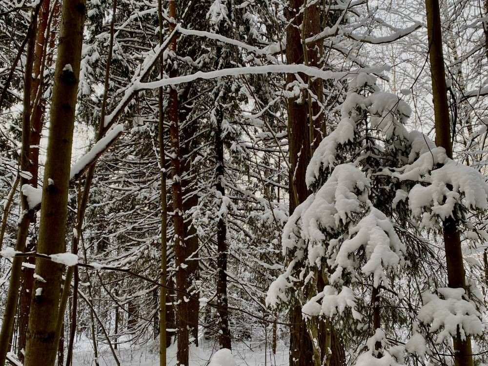 ​В Пермском крае на этой неделе ожидается теплая погода и обильные снегопады