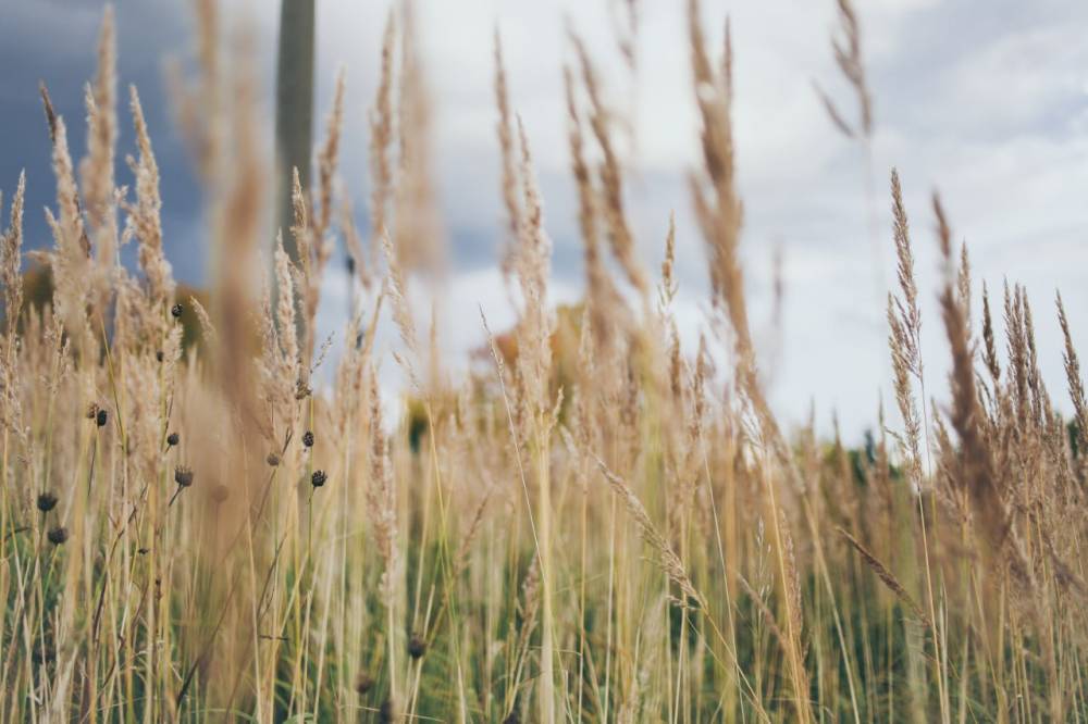 ВТБ: объёмы экспорта зерновых в 2024 году превысили на 50% средний уровень последних пяти лет