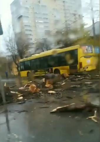 В Перми дерево рухнуло на проезжую часть