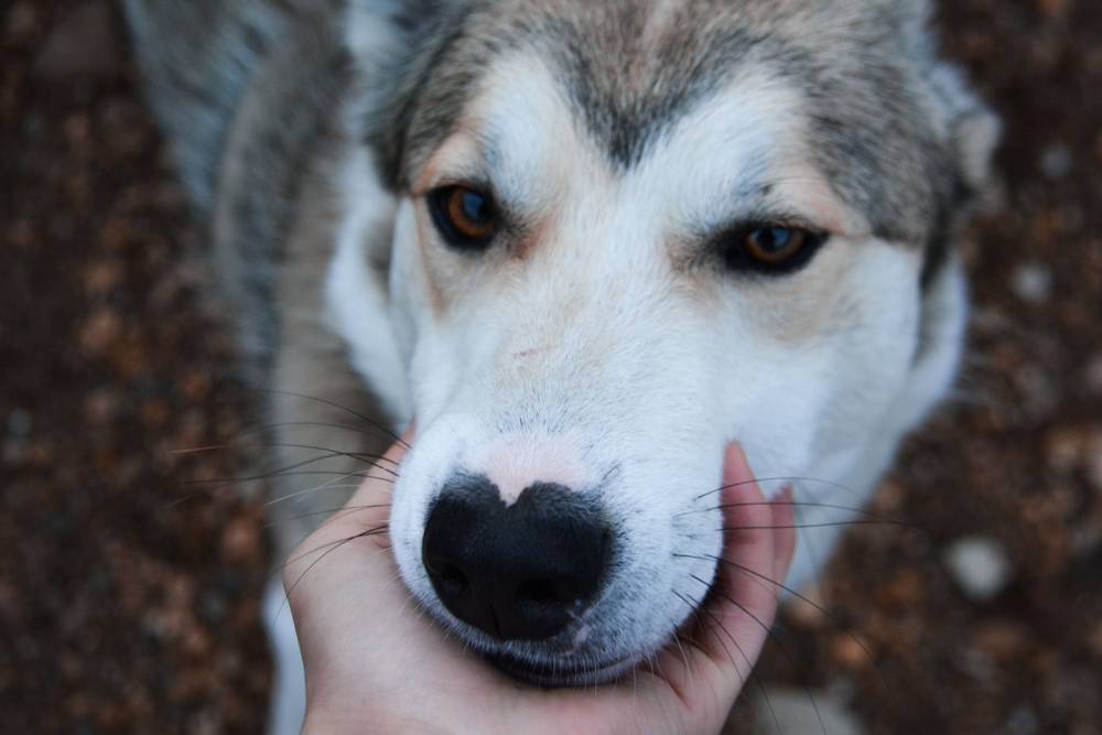 В Перми спасли собаку, застрявшую в заборе