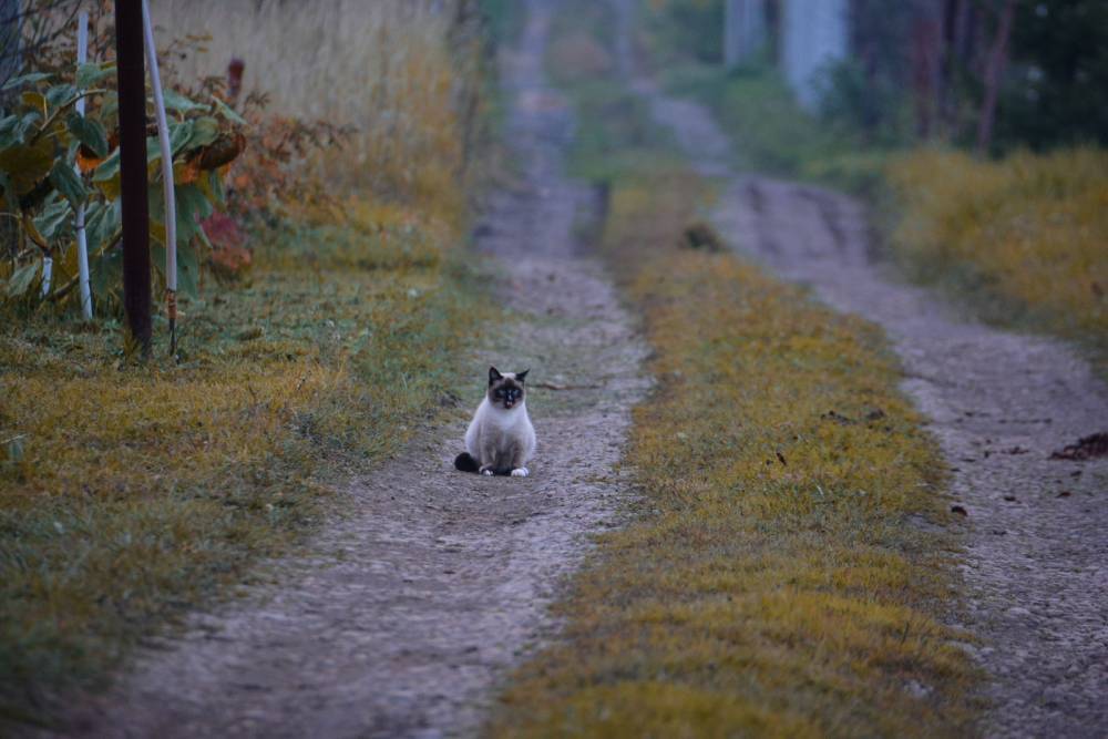 Синоптики Пермского края рассказали, какая ночь стала самой холодной за неделю 