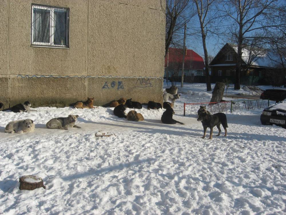 В соцсетях жители Перми пожаловались на стаю бродячих собак у жилых домов