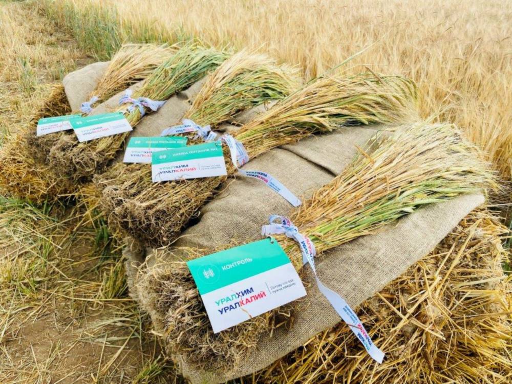 «Уралхим» провел эксперимент для развития сельского хозяйства Пермского края 