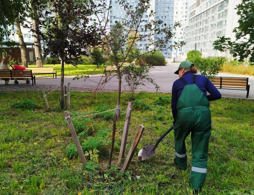 В Перми этой осенью высадят около 1,5 тыс. деревьев и 13 тыс. кустарников