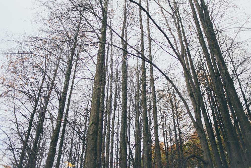 В Пермском крае в лесу пропал 44-летний мужчина