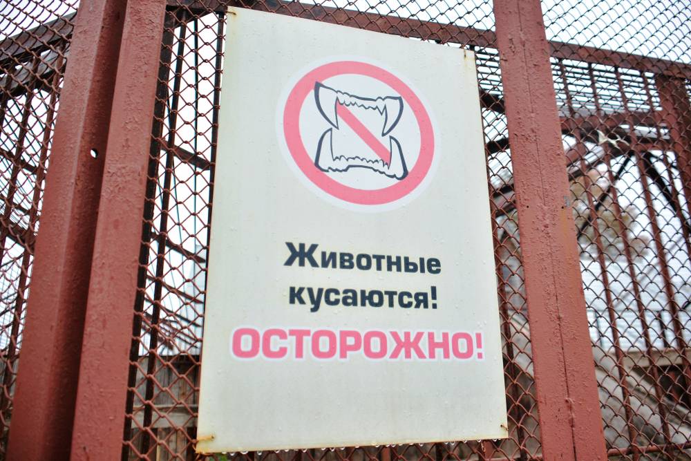 В Перми за 8 млн рублей продают аллигатора
