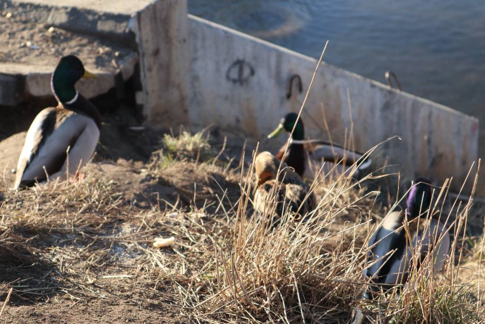 ​В Перми полностью высох водоем в одной из особо охраняемых природных территорий