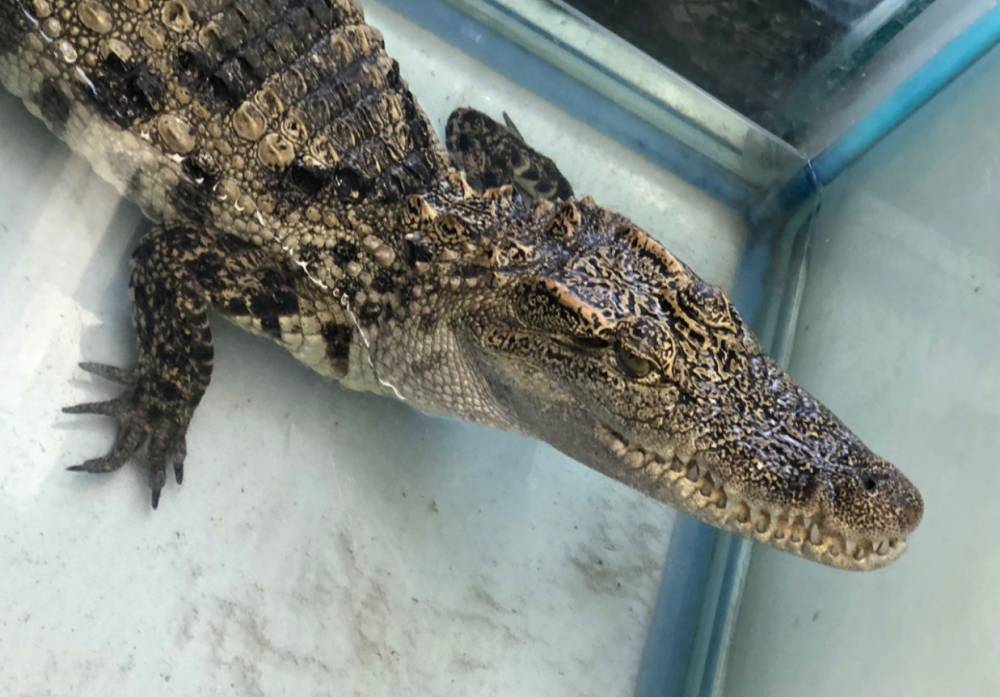 Пермяк продает крокодила за 30 тыс. рублей