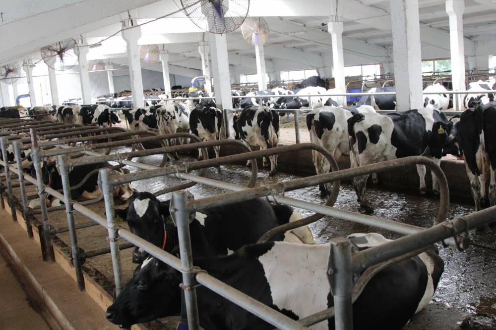 Коровы, шашки и склады. ТОП-10 самых дорогих бизнесов в Прикамье, выставленных на продажу
