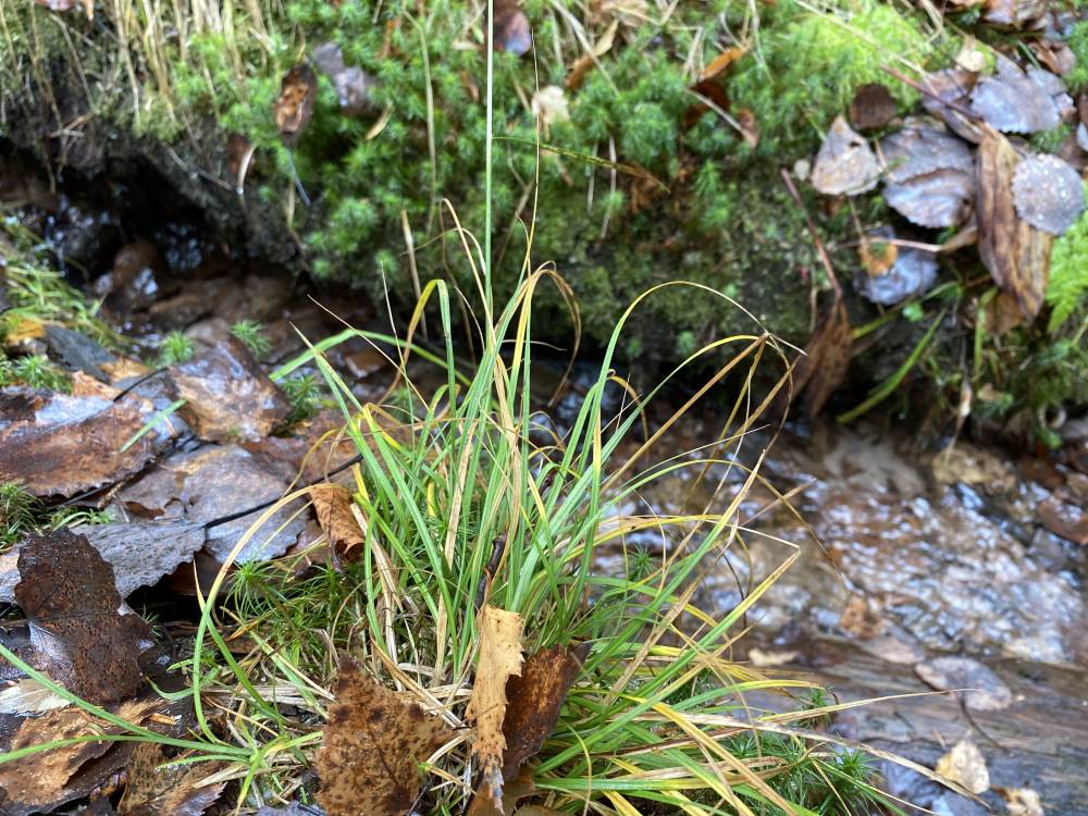 Метеорологи: в Пермском крае началось продолжительное похолодание