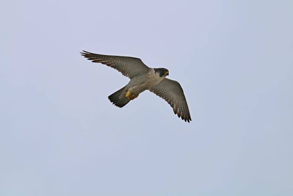 ​Сапсаны Уралсиба вернулись в Уфу и принесли весну