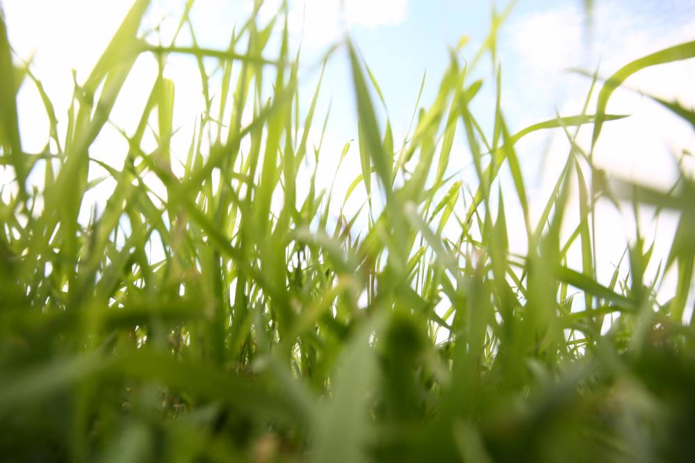 Синоптики рассказали о погоде в Пермском крае в конце мая 