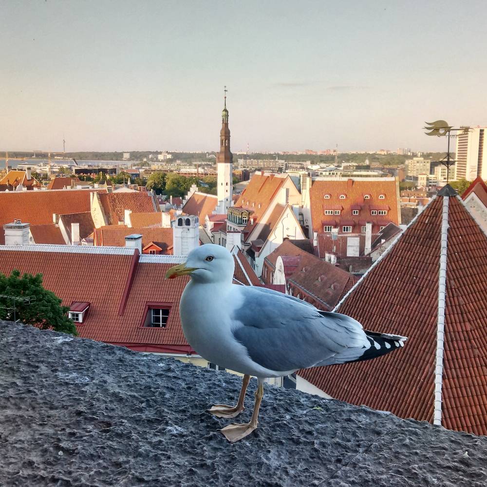 За крепостной стеной