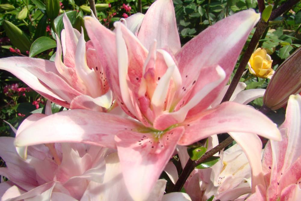 Июнь в Пермском крае будет дождливым и прохладным