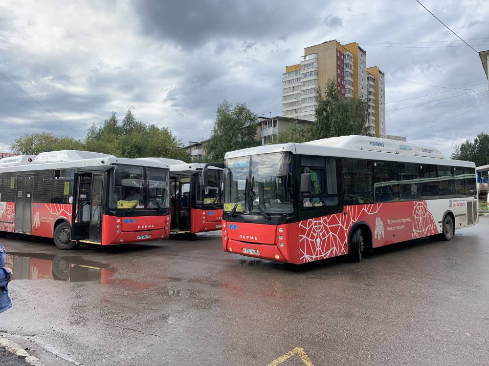 В Перми на маршрутах курсируют 490 новых автобусов