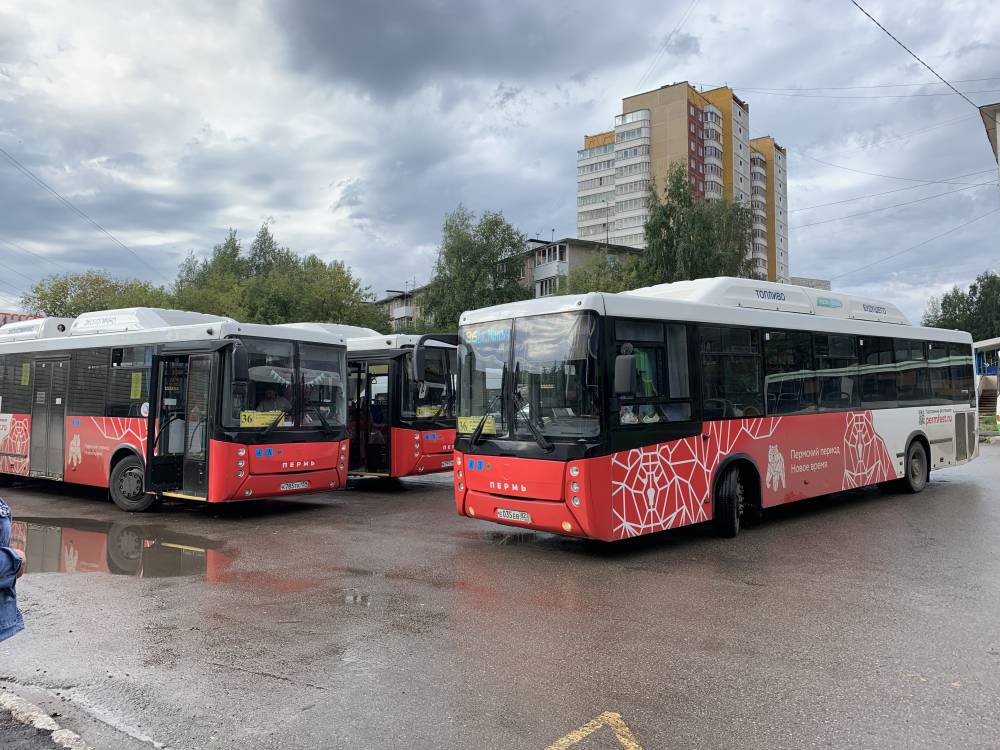 ​В Перми на маршрутах заработали более 200 новых автобусов