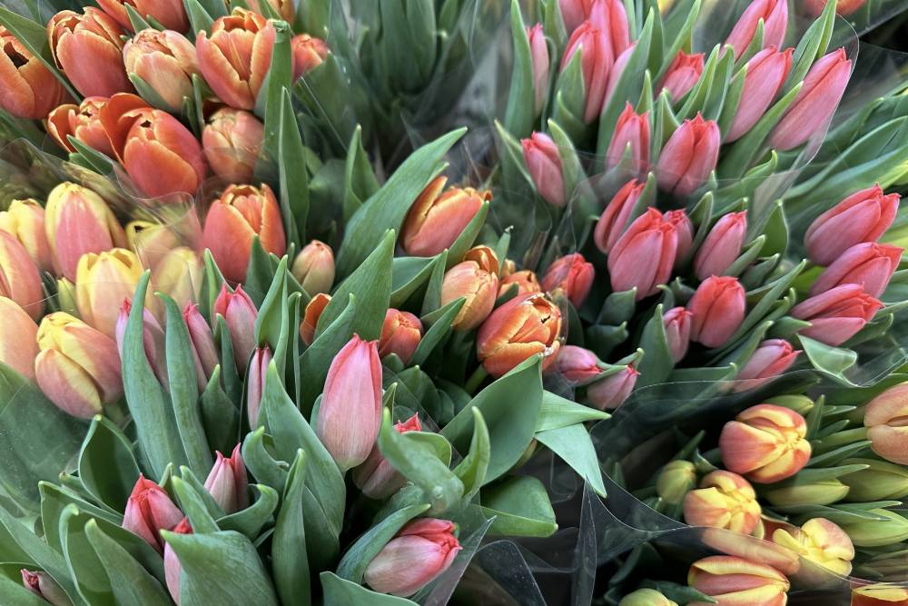 Расцветает сильнейший. Цветочный бизнес в Перми вступает в фазу «естественного отбора»