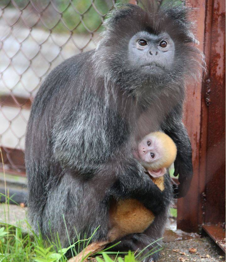 В Пермском зоопарке у приматов родились детеныши с ярким окрасом