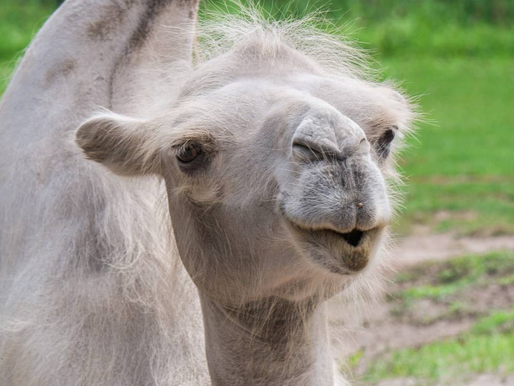 В Перми продают верблюда за 1,3 млн рублей 