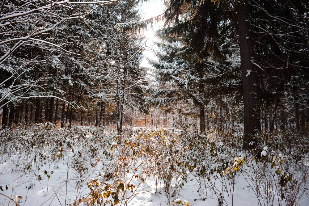 В Пермском крае 1 декабря ожидаются неблагоприятные погодные условия 