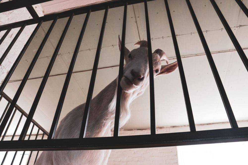 Держатся на скаку. Business Class побывал на конноспортивном комплексе в поселке Ферма