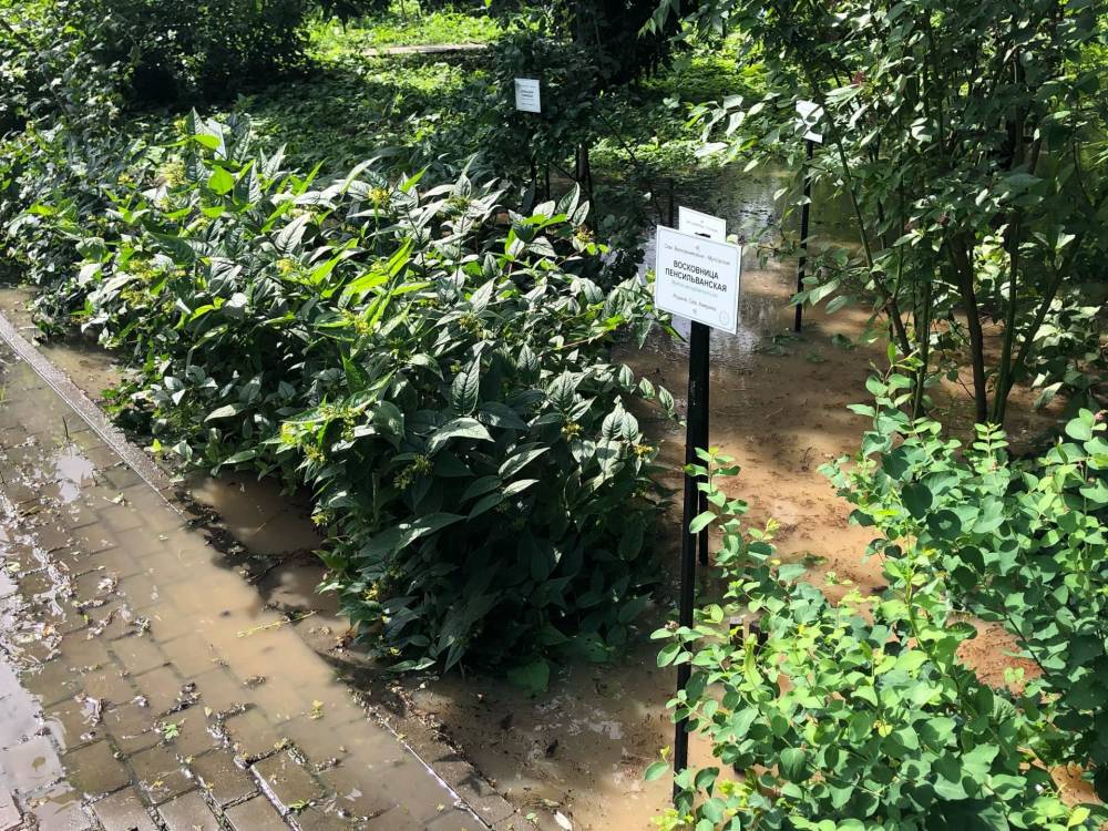 В Ботаническом саду Пермского университета из-за аварии затопило дендрарий