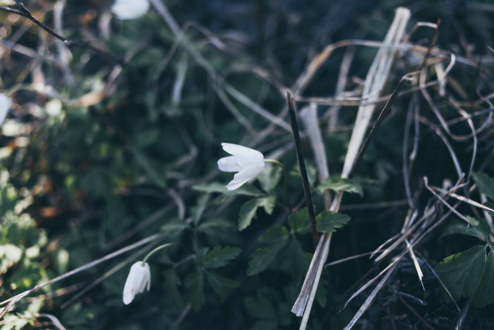 В Пермском крае продолжится похолодание и выпадет снег