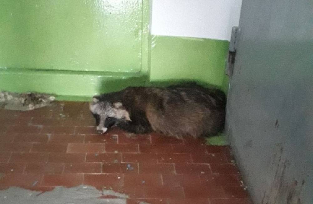 В подъезде дома в Чусовом нашли енота