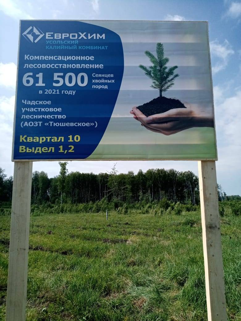 В год 20-летия «ЕвроХим» посадит 1,5 млн саженцев ели и сосны на землях Прикамья