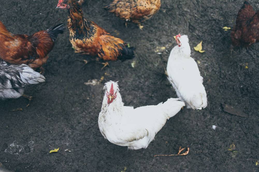 ​В Пермском крае во время пожара на птицефабрике погибли более 30 тыс. куриц