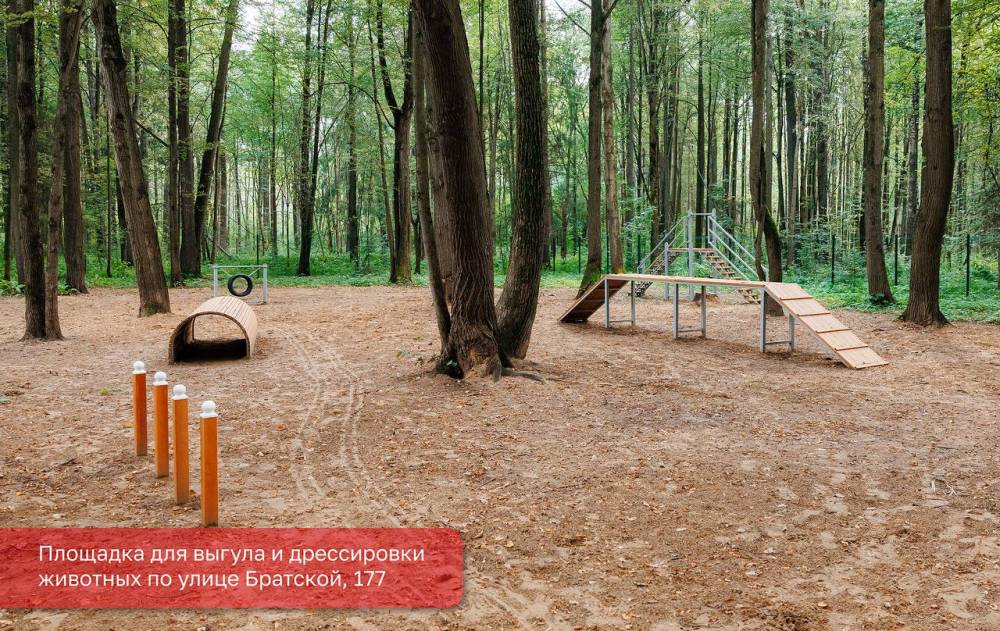 ​В Перми обустроят семь новых площадок для выгула собак