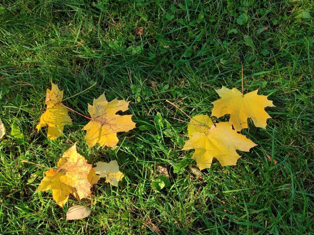 ​Ученые рассказали, сколько продлится бабье лето в Пермском крае