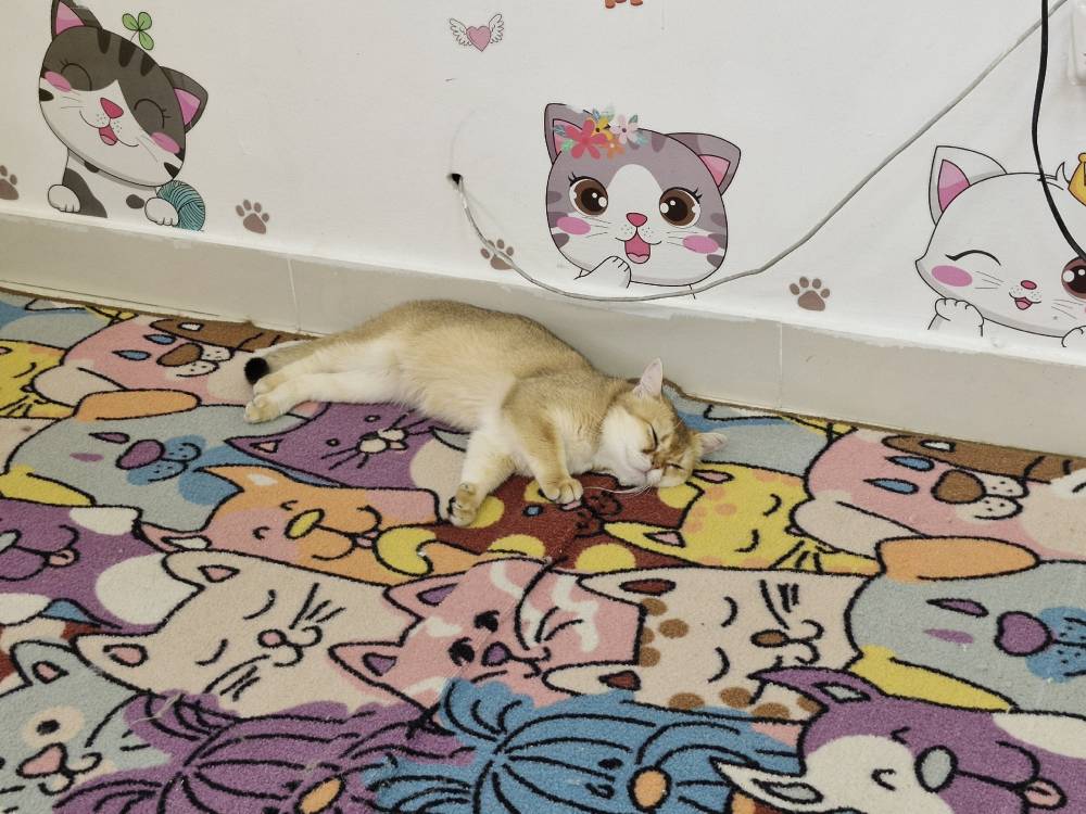 ​В Перми из-за трудностей закрывается котокафе