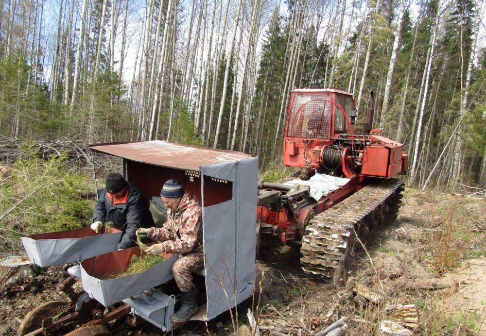 В год 20-летия «ЕвроХим» посадит 1,5 млн саженцев ели и сосны на землях Прикамья