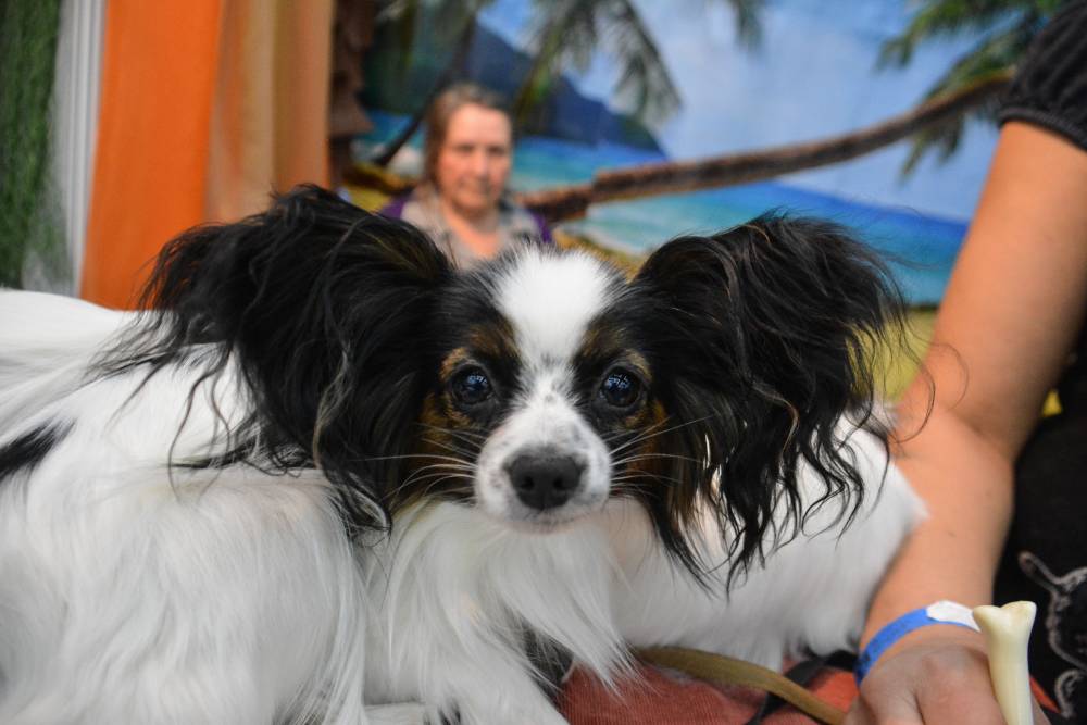 ​С начала года жители Пермского края вывезли из страны 475 домашних животных